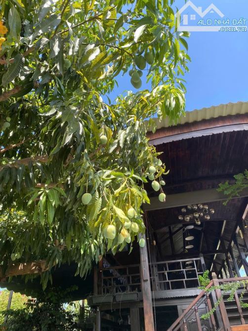 Biệt thự gỗ tâm huyết có hồ cá Koi thị trấn Diên Khánh . Nha Trang   - Diện tích đất: 279m - 12