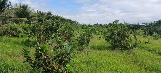 Lô đất trồng bưởi  Diện tích 1.700m2. Lộ Xoài giáp ranh Mỹ Tho. Cách QL50 chỉ 1,5 km. - 2