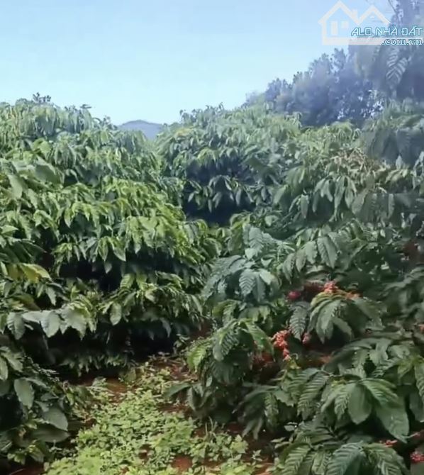 Hơn 5hetta đất cà phê thuộc Ia Grai mà chỉ 7tỷ5