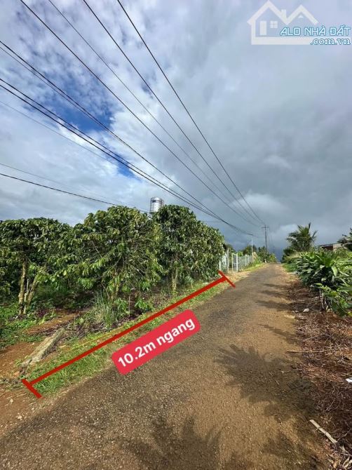 CẦN BÁN ĐẤT BIỆT THỰ P2 BẢO LỘC CÓ CA PHÊ - 955TRIEU