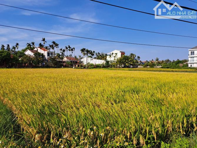 🆘 SIÊU RẺ 💥 LÔ ĐẤT VIEW LÚA TUYỆT ĐẸP CẨM CHÂU FULL ĐẤT Ở