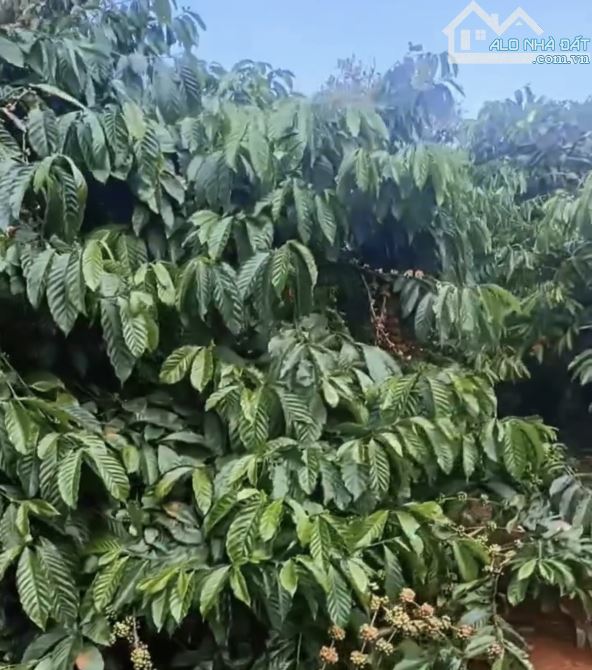 Hơn 5hetta đất cà phê thuộc Ia Grai mà chỉ 7tỷ5 - 1