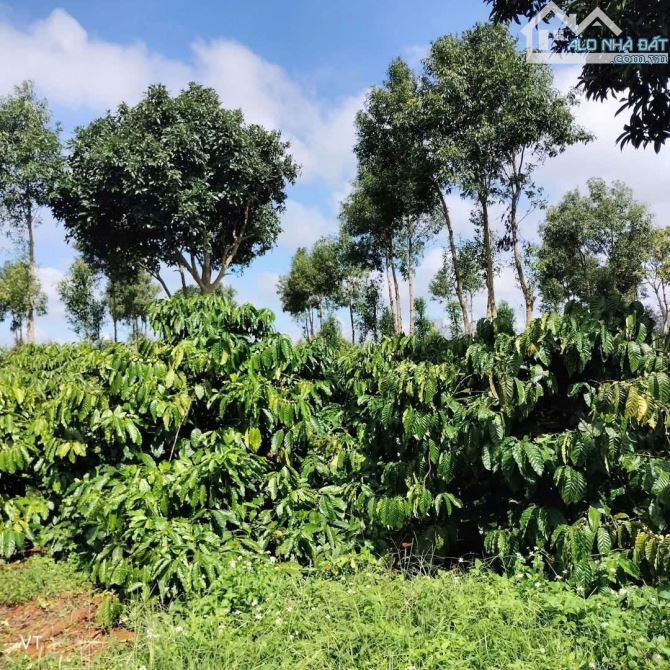 Đất sào full hồng gốc 3 mặt tiền đường Hồ Chí Minh giá siêu rẻ - 2