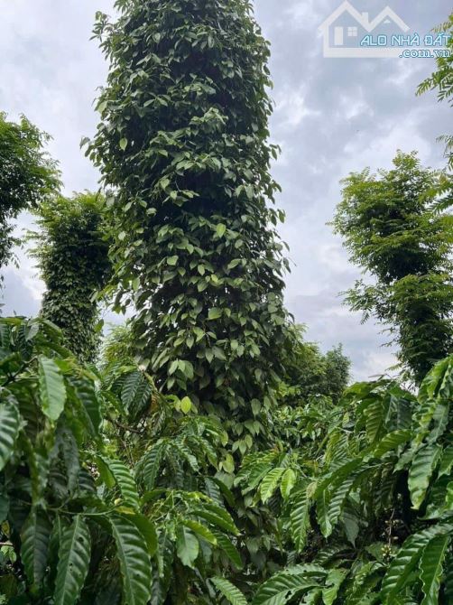 4000m2 MT đường Tránh HCM Hòa Đông - 1