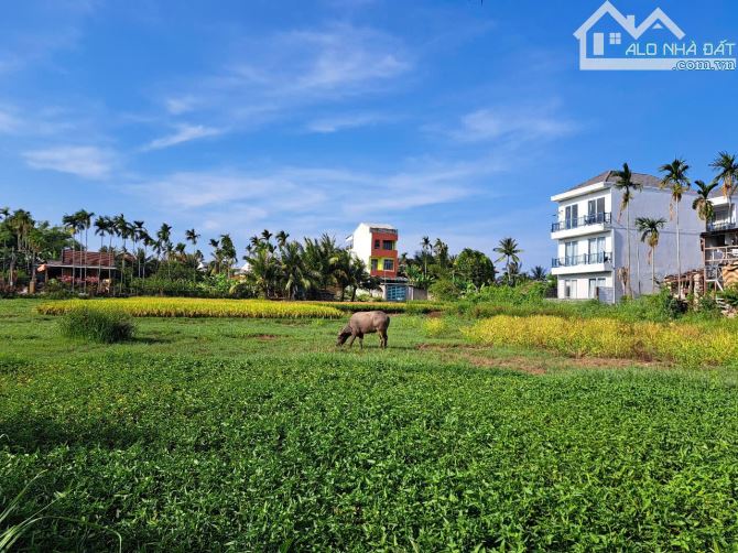 🆘 SIÊU RẺ 💥 LÔ ĐẤT VIEW LÚA TUYỆT ĐẸP CẨM CHÂU FULL ĐẤT Ở - 2