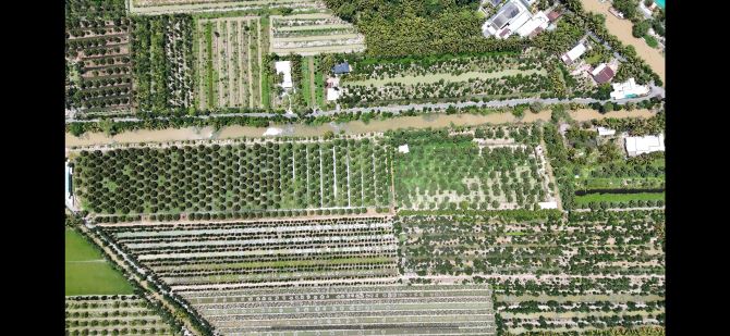 Vườn sầu riêng thu nhập cao Đốc Binh Kiều Đồng Tháp