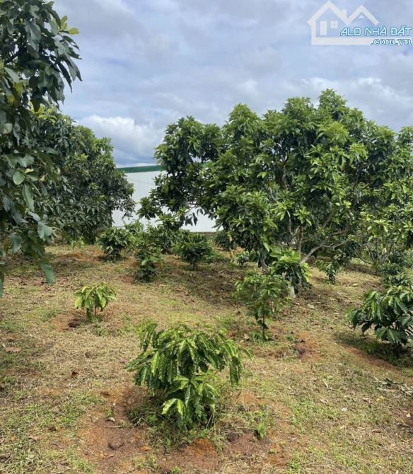 HÀNG HIẾM 1000m2❗️Bán đất đường Lý Thái Tổ, Dambri (phường 2) Bảo Lộc. GẦN NÚT CAO TỐC