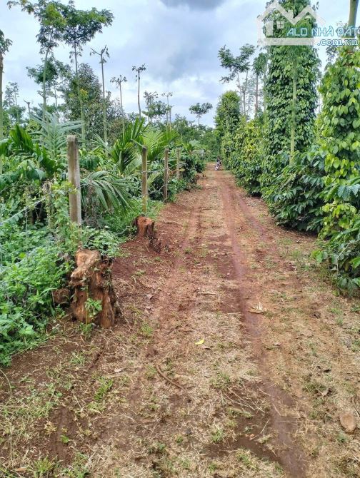 4 sào đất liên kết Eatieu cũ siêu đẹp