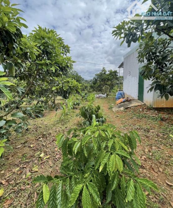 HÀNG HIẾM 1000m2❗️Bán đất đường Lý Thái Tổ, Dambri (phường 2) Bảo Lộc. GẦN NÚT CAO TỐC - 1