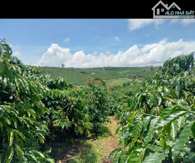 8300m2 đất cà phê xã Ninh Gia sổ sách đầy đủ - 1