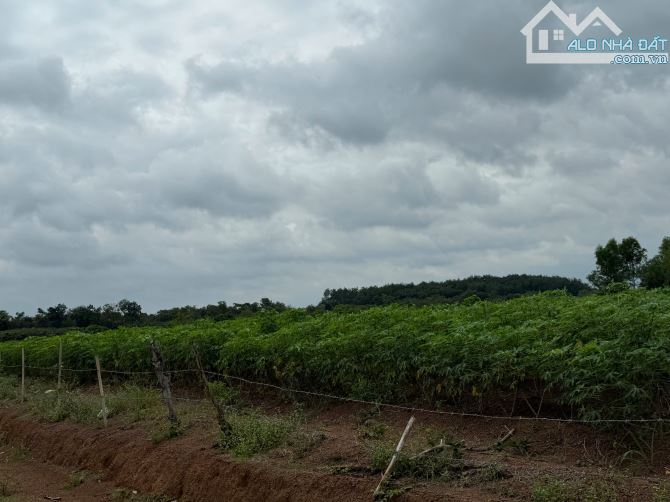 Bán gấp 1645,5m2 đất, 53m mặt tiền nhựa lớn - 1