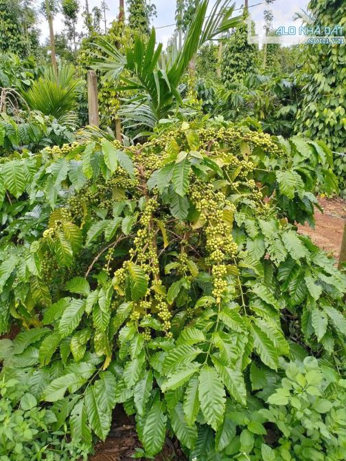 4 sào đất liên kết Eatieu cũ siêu đẹp - 1