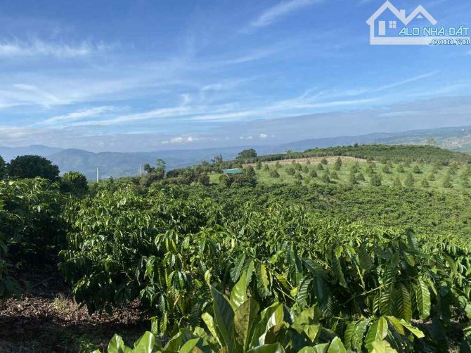 8300m2 đất cà phê xã Ninh Gia sổ sách đầy đủ - 2