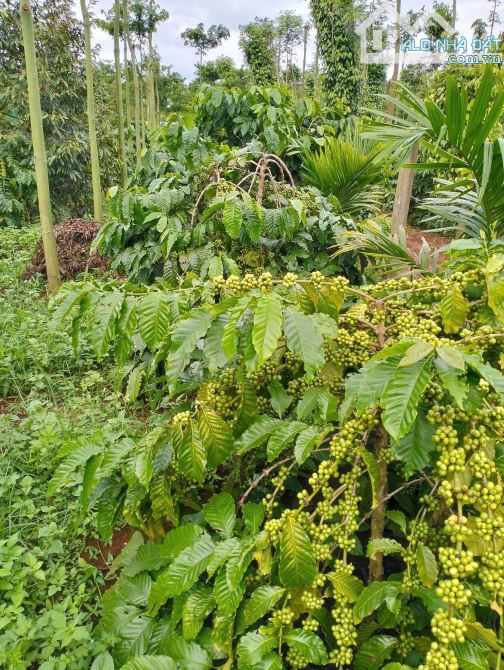 4 sào đất liên kết Eatieu cũ siêu đẹp - 2