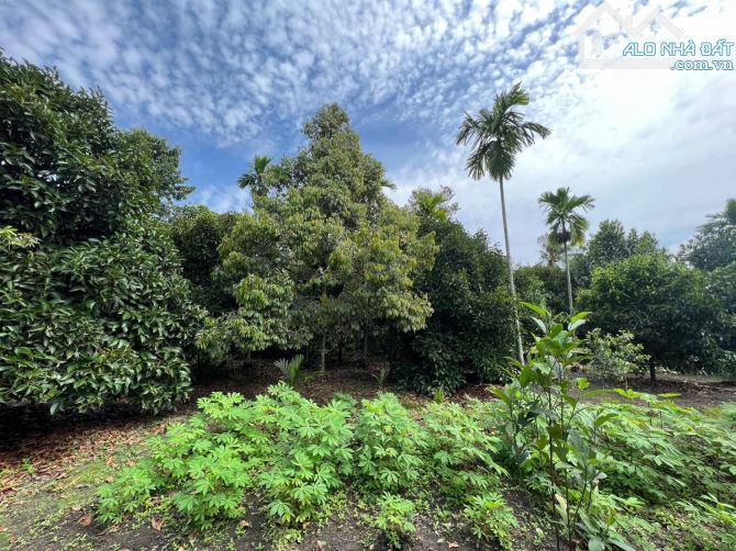 Đất vườn măng cụt 2 mặt tiền view Rạch Bà Lụa - Kế bên nhà hàng Gia Nguyên Garden - 3