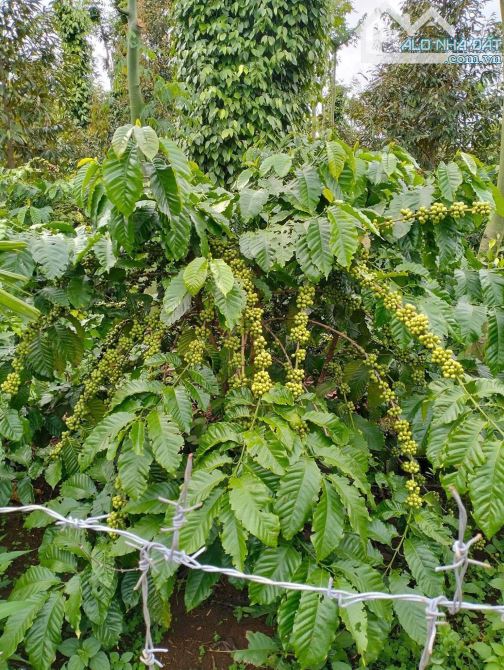 4 sào đất liên kết Eatieu cũ siêu đẹp - 3