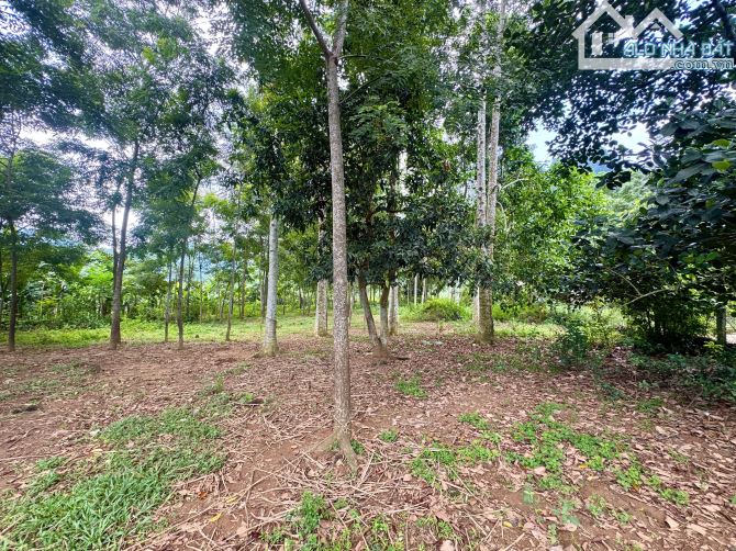 2778m Có 200m Đất Ở - TRên Đất Trồng Dổi Và Xoan - View Cánh Đồng Đẹp - 4