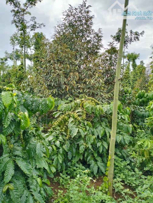 4 sào đất liên kết Eatieu cũ siêu đẹp - 4