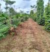 4 sào đất liên kết Eatieu cũ siêu đẹp