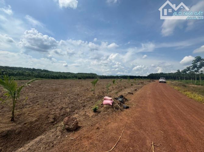 BÁN GẤP ĐẤT XÀO CHỈ 600 TRIỆU NGAY PHÚ GIÁO – CHỦ NGỘP NGÂN HÀNG