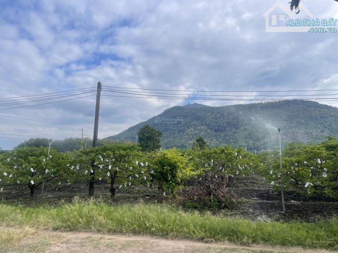 Cho thuê đất nông nghiệp ở Tân Bình, TP. Tây Ninh