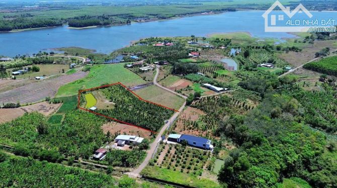 VƯỜN DỪA TUYỆT ĐẸP MẶT TIỀN ĐƯỜNG NHỰA, GẦN HỒ ĐÁ BÀNG, LIỀN KỀ CAO TỐC, GIÁ. CỰC RẺ - 1