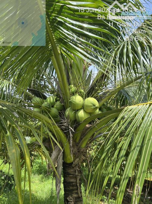 VƯỜN DỪA TUYỆT ĐẸP MẶT TIỀN ĐƯỜNG NHỰA, GẦN HỒ ĐÁ BÀNG, LIỀN KỀ CAO TỐC, GIÁ. CỰC RẺ - 2