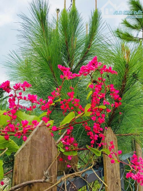 ‼️Chỉ 2,8 tỷ sỡ hữu BT nghỉ dưỡng đẹp như mơ, mt Đinh Công Tráng, Lộc Châu, Bảo Lộc‼️ - 2