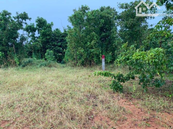 5000m2 chỉ 450 triệu đất vườn xã Hồng Thái huyện Bắc Bình tỉnh Bình Thuận - 2