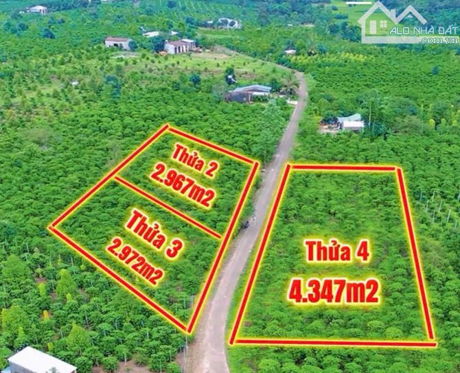 💥 1ha cà phê Bàu Cạn bám 200m mặt đường nhựa
