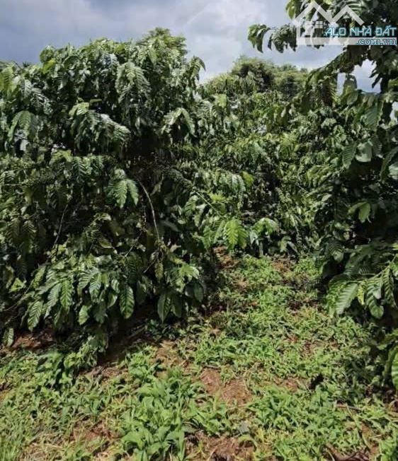 ✅NHANH MỚI KỊP! Bán vườn cà phê Lộc An Bảo Lâm.👉60m mặt tiền Chỉ 870tr