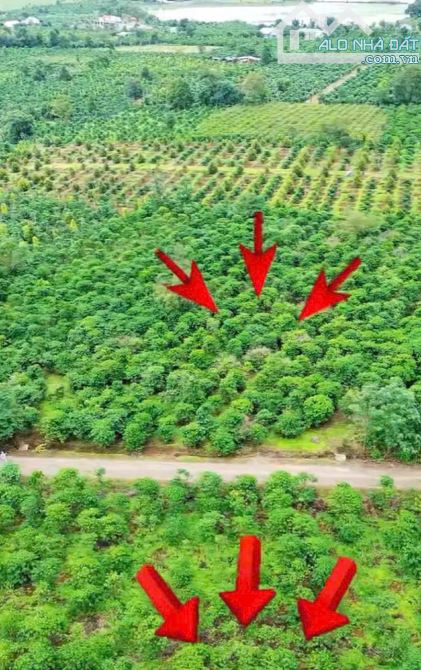 💥 1ha cà phê Bàu Cạn bám 200m mặt đường nhựa - 1