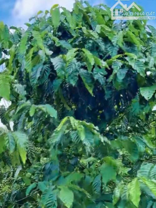 💥 1ha cà phê Bàu Cạn bám 200m mặt đường nhựa - 2
