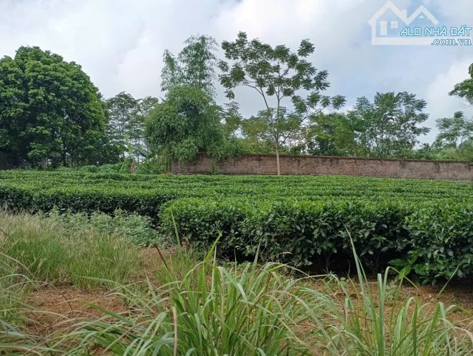 Đất siêu đẹp thôn Bài, Yên Bài, Ba Vì 1302m, 200tc, view đồng, nhìn trọn v núi, chỉ 7tr/m2 - 2