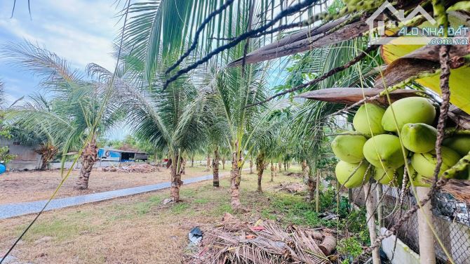 2135M2 VƯỜN DỪA SUM SUÊ NGAY NHÀ THỜ HỒ TRÀM- CÁCH PHỐ ĐI BỘ HƠN 1KM - 4