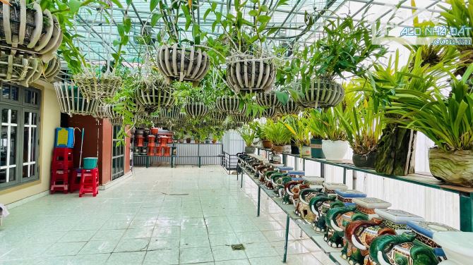 ✨ Villa Sân Vườn Đà Lạt đường xe 7 mét, 328.6m² ngang 13.5m, dài 24m Lữ Gia, P.09, Đà Lạt - 5