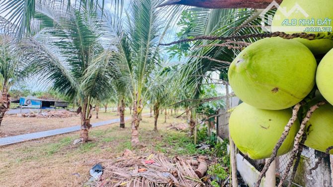 2135M2 VƯỜN DỪA SUM SUÊ NGAY NHÀ THỜ HỒ TRÀM- CÁCH PHỐ ĐI BỘ HƠN 1KM - 5