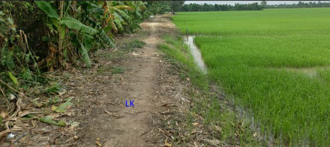🔰 Bán đất lúa: 1.500m² (22m x 40m, nở hậu) 🔰 Đường thủy lợi (xe máy tới nơi), xã Mỹ Thọ,