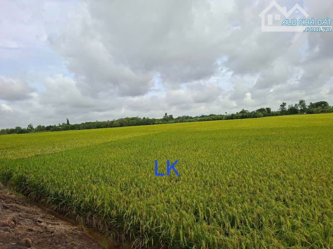 🔰 Bán đất lúa: 16.000m² (73m x 220m) 🔰 Đường thủy lợi (xe máy tới nơi), xã Mỹ Thọ