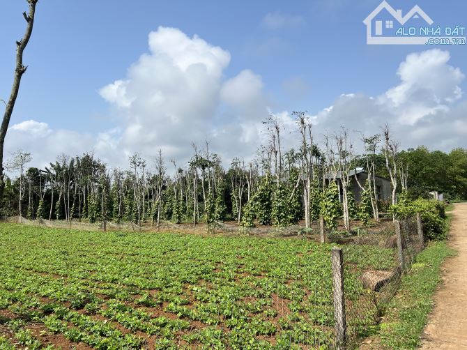 GẦN 1000m2 ĐẤT BIỂN CỬA TÙNG - QUẢNG TRỊ, CÁCH SÂN BAY 20p,