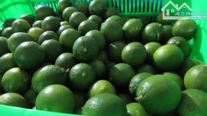 🌳 BÁN 7 ha – ĐẤT ĐANG TRỒNG CAM, CHANH, BƯỞI, THU HOẠCH ĐƯỢC 4 MÙA  – GẦN HỒ THỦY ĐIỆN TR