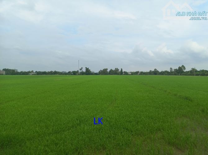 🔰 Bán đất lúa: 1.500m² (22m x 40m, nở hậu) 🔰 Đường thủy lợi (xe máy tới nơi), xã Mỹ Thọ, - 1