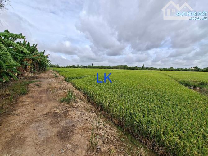 🔰 Bán đất lúa: 16.000m² (73m x 220m) 🔰 Đường thủy lợi (xe máy tới nơi), xã Mỹ Thọ - 1