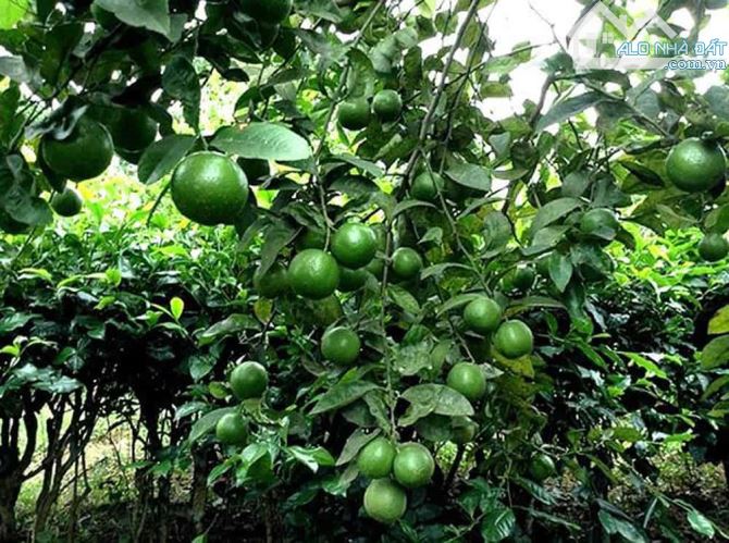 🌳 BÁN 7 ha – ĐẤT ĐANG TRỒNG CAM, CHANH, BƯỞI, THU HOẠCH ĐƯỢC 4 MÙA  – GẦN HỒ THỦY ĐIỆN TR - 1