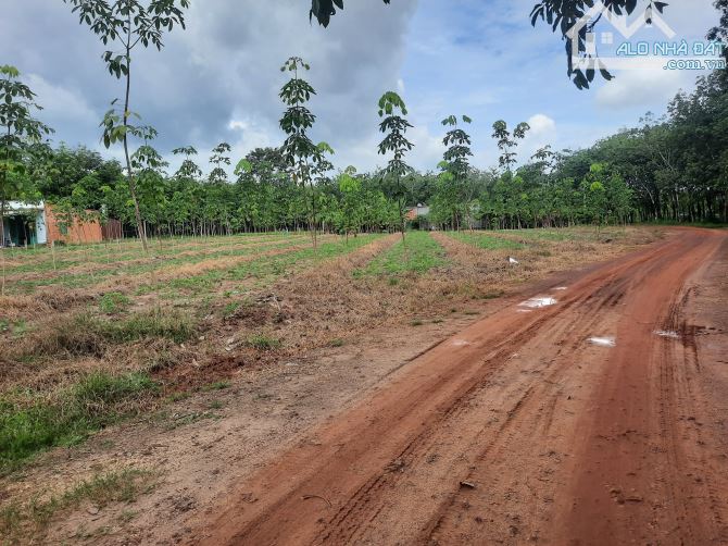 Đất nền an lập Dầu Tiếng đường thông dân full đông giá rẻ.. - 2
