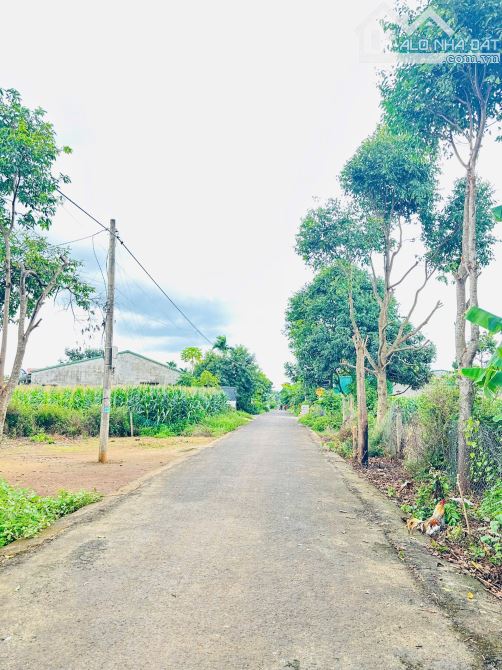 Bán đất phường ekao ,giá cực tốt - 2