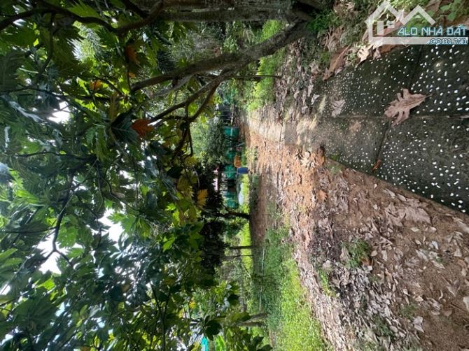 Bán đất thổ cư đường vườn lài phường An Phú Đông quận 12 - 2