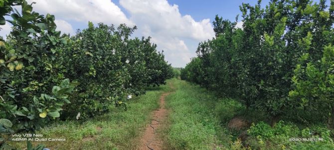 🌳 BÁN 7 ha – ĐẤT ĐANG TRỒNG CAM, CHANH, BƯỞI, THU HOẠCH ĐƯỢC 4 MÙA  – GẦN HỒ THỦY ĐIỆN TR - 2