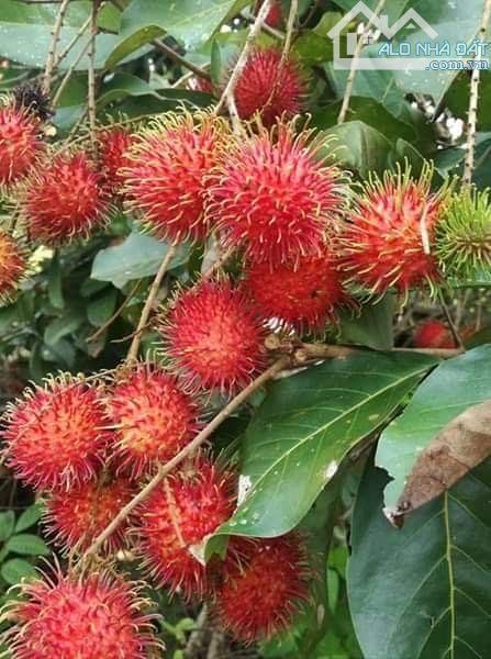 Vườn chôm chôm Long Khánh, chủ xoay vốn nhượng lại, sổ hồng riêng, hỗ trợ vay - 3