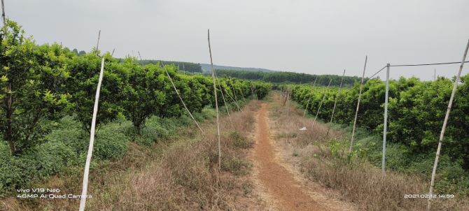 🌳 BÁN 7 ha – ĐẤT ĐANG TRỒNG CAM, CHANH, BƯỞI, THU HOẠCH ĐƯỢC 4 MÙA  – GẦN HỒ THỦY ĐIỆN TR - 3
